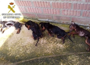 Hallan seis perros muertos en una residencia de Huelva