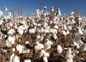 Alertan de la 'drástica' caída de precios en el algodón y pide medidas 'urgentes' para que no sea inviable