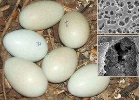 Un ave 'pinta' sus propios huevos con bacterias para proteger al embrión