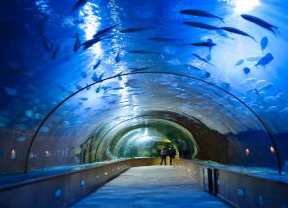 El acuario de Sevilla alcanza las 8.000 visitas su primer fin de semana