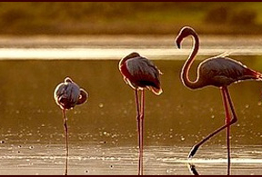 El Paraje Natural Marismas del Odiel contabiliza 6.123 parejas reproductoras de aves acuáticas en los espacios protegidos 