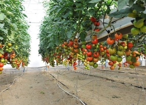 Andalucía producirá dos millones de toneladas de tomate en 2014
