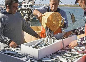 Pescadores de Barbate podrán cobrar el desempleo para 'resistir' tras el cierre de la sardina