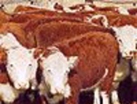 Dos fallecidos en Castilla y León por el mal de las 'vacas locas'