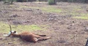 Rescatan en Sanlúcar de Barrameda a un ciervo tras cruzar a nado desde Doñana