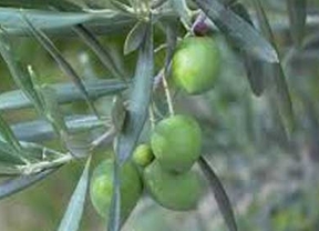 Investigadores de Córdoba crean un nuevo método de control de plagas en olivo