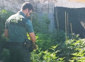 Intervenidas 42 plantas de marihuana en una vivienda de Albox y detenido un hombre de 39 años