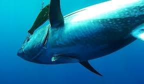 El Gobierno denuncia pesca ilegal de atún rojo por embarcaciones de recreo de Gibraltar