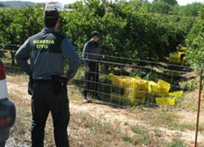 Andalucía registra 2.204 robos a explotaciones agrícolas y ganaderas en el primer trimestre de 2014