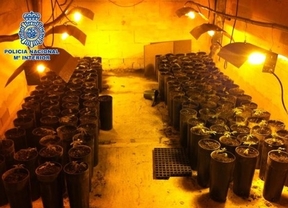 Desmantelan un laboratorio con 146 plantas de marihuana y detienen a cuatro personas en Benamocarra
