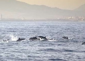 Circe alerta de la acumulación de contaminantes en el organismo de delfines en el Estrecho y Golfo de Cádiz