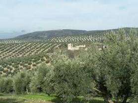EEUU dispara la importación de aceite de oliva de Almería