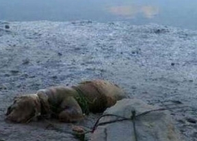 Condenado por atar a un perro a una piedra para que se ahogara en la playa de Huelva