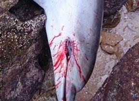Hallan el cadáver de una cría de delfín en Cádiz