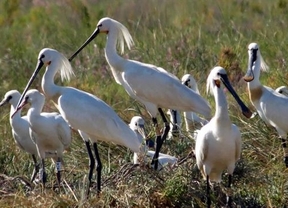 Andalucía registra cerca de 35.000 parejas de aves acuáticas en humedales