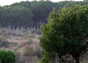 La Junta eleva a 9.338 las hectáreas de suelo regable en Corona Forestal Doñana