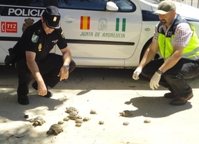 Recuperadas 59 tortugas y detenidas dos personas en Almería
