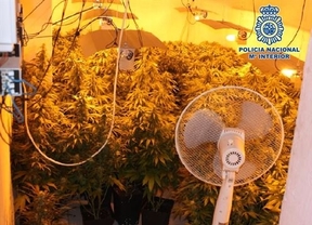 Desmantelado en Granada un invernadero de marihuana y detenido su dueño