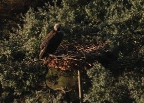 El buitre negro se instala por primera vez en nidos coinstalados por Junta