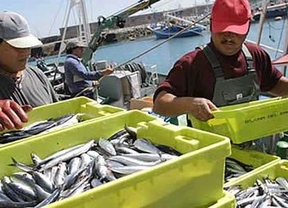 Paro de dos meses para la pesca de la sardina en el Golfo de Cádiz