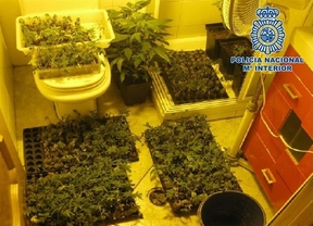 Descubren en Granada una vivienda dedicada exclusivamente al cultivo de marihuana