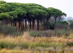 Critican la 'insostenible' situación del espacio natural de Doñana 
