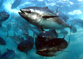 La almadraba de Zahara captura 114 atunes rojos en la primera levantá de la temporada