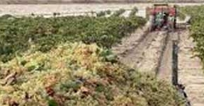 Comienza la vendimia en Jerez con una previsión de cosecha 'notablemente inferior' al récord de 2013