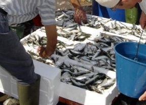 El Gobierno modifica el plan de gestión para la sardina de las aguas ibéricas