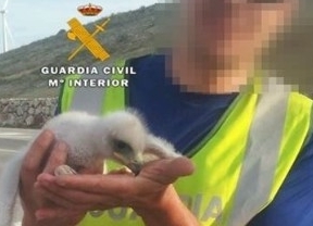Detenidas cinco personas dedicadas al expolio profesional de nidos de aves rapaces en Carratraca