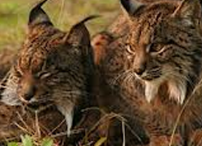 Analizan ADN de linces disecados para reconstruir dinámica de su declive