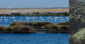 El cambio climático 'perjudicará' al olivar y 'haría desaparecer' Doñana