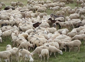 Inmovilizado el ganado en cinco provincias andaluzas por casos de 'lengua azul'