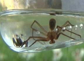 Alertan de una "plaga" de araña que puede provocar "necrosis" de la piel