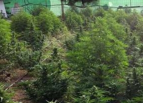 Desmanteladas dos plantaciones de marihuana de una misma familia en Alcalá de Guadaíra