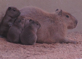 Nacen en el Zoobotánico en Jerez  tres ejemplares de capibaras, los roedores más grandes del mundo
