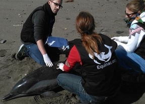 Aparece muerto en la playa almeriense de Torregarcía un ejemplar de delfín listado macho