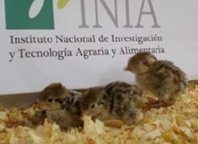 Nacen en España las primeras perdices rojas por reproducción asistida