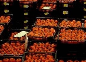 Expertos avisan que tomate marroquí "sigue arañando" cuota de mercado en referentes como Francia y Reino Unido