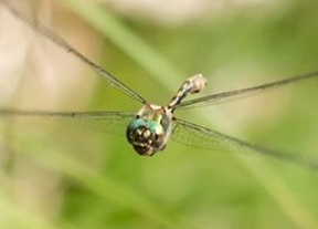 Halladas en Sierra Bermeja varias poblaciones de libélulas en peligro de extinción