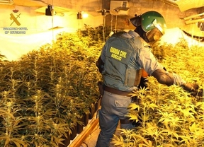 La Guardia Civil desmantela una plantación de marihuana en la barriada de Los Mochos de Almodóvar