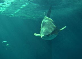 El Acuario de Sevilla abre con las mayores instalaciones para tiburones de Europa