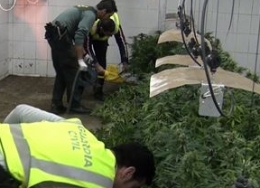 La Guardia Civil se incauta de más de 3.000 plantas de cannabis sativa en un antiguo matadero de Granada