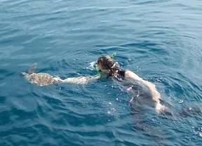 Liberadas en la Bahía de Málaga tres tortugas marinas tras su recuperación