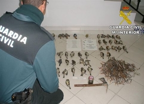 Detenido un hombre acusado de cazar en Arjonilla 46 aves insectívoras pese a estar "protegidas"  