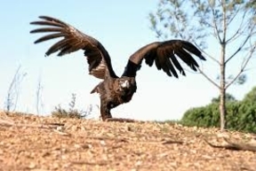 El buitre negro se consolida en Andalucía y especie deja de estar en peligro