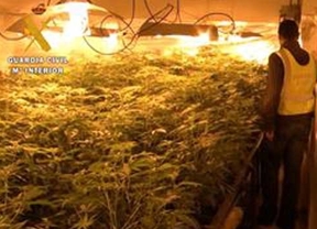Descubren mil plantas de cannabis tras una denuncia por malos tratos en Padul