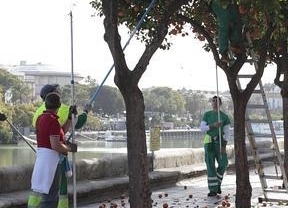 Iniciada la recogida de la naranja amarga en Sevilla