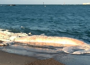 Encuentran el cadáver de una ballena de doce metros en Sancti Petri