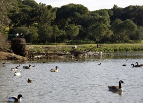 Contabilizan 61.000 parejas reproductoras menos de aves acuáticas en Andalucía